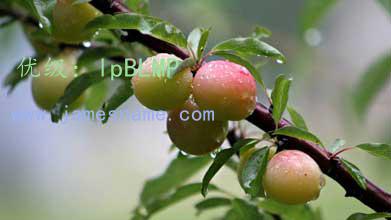 Ŀ