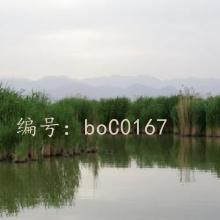 ̬