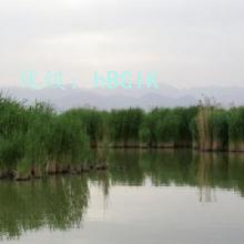 ת